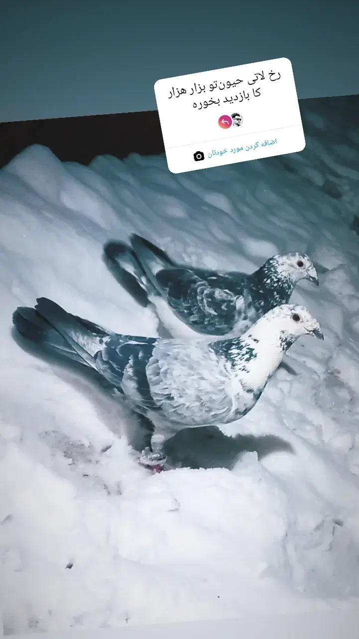 صید قلدور|پرنده|جلگه رخ, |دیوار