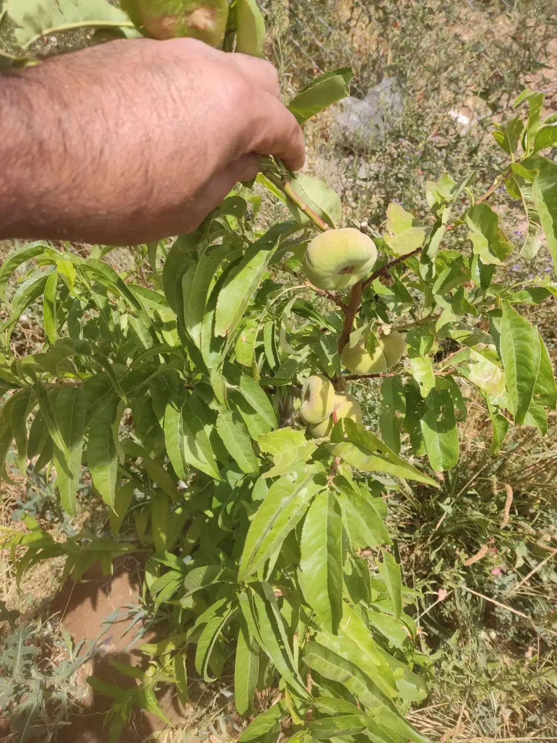 باغ 1000متری سند دار با سهمیه آب|فروش زمین و ملک کلنگی|دشتابی, |دیوار