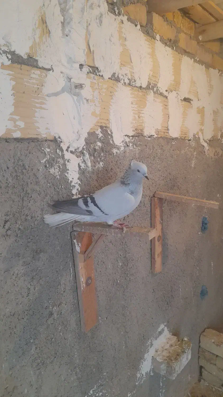 سلام کبود دومسفید|پرنده|بشاریات, |دیوار