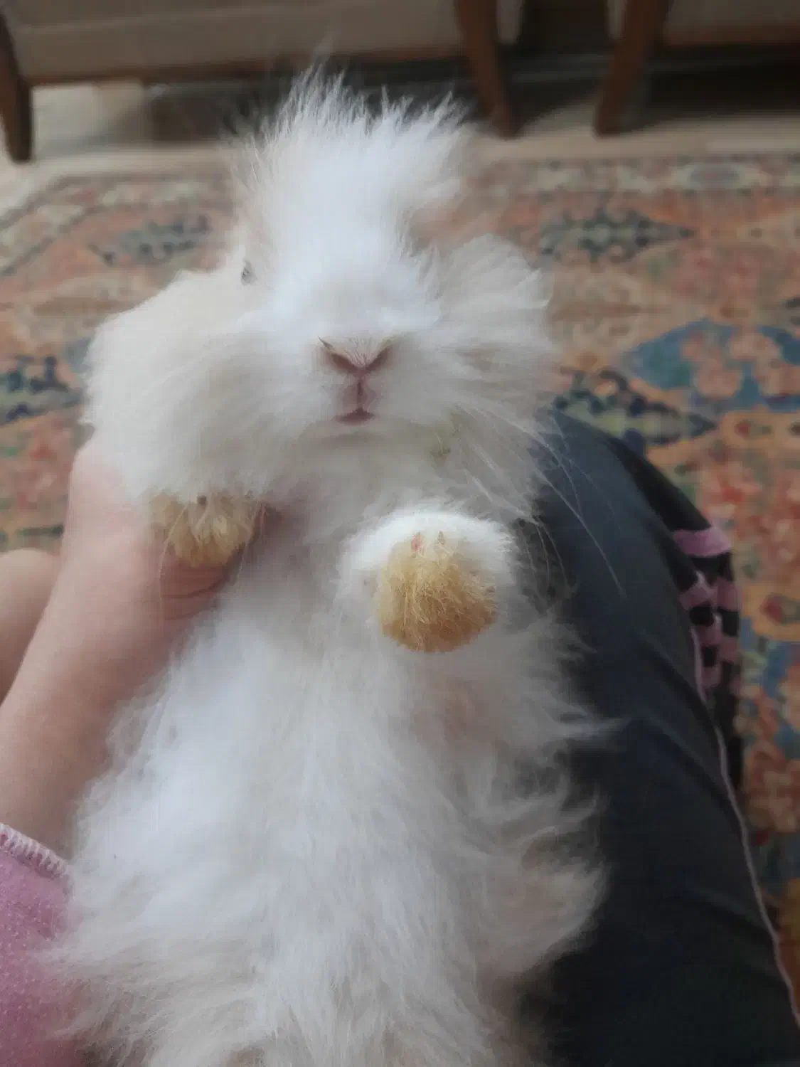 خرگوش از نژاد لوپ|موش و خرگوش|اهواز, کوی ملی راه|دیوار