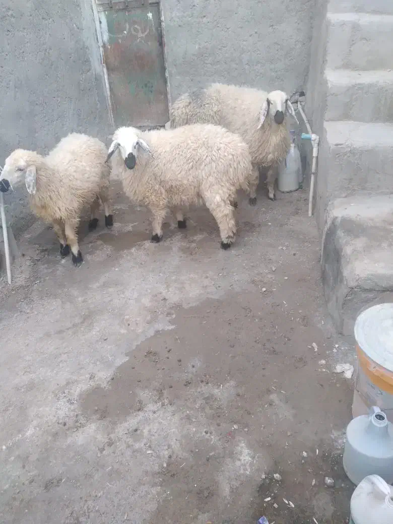 چهار تا بره ماده چاق و چله خوشگل|حیوانات مزرعه|زاهدان, |دیوار