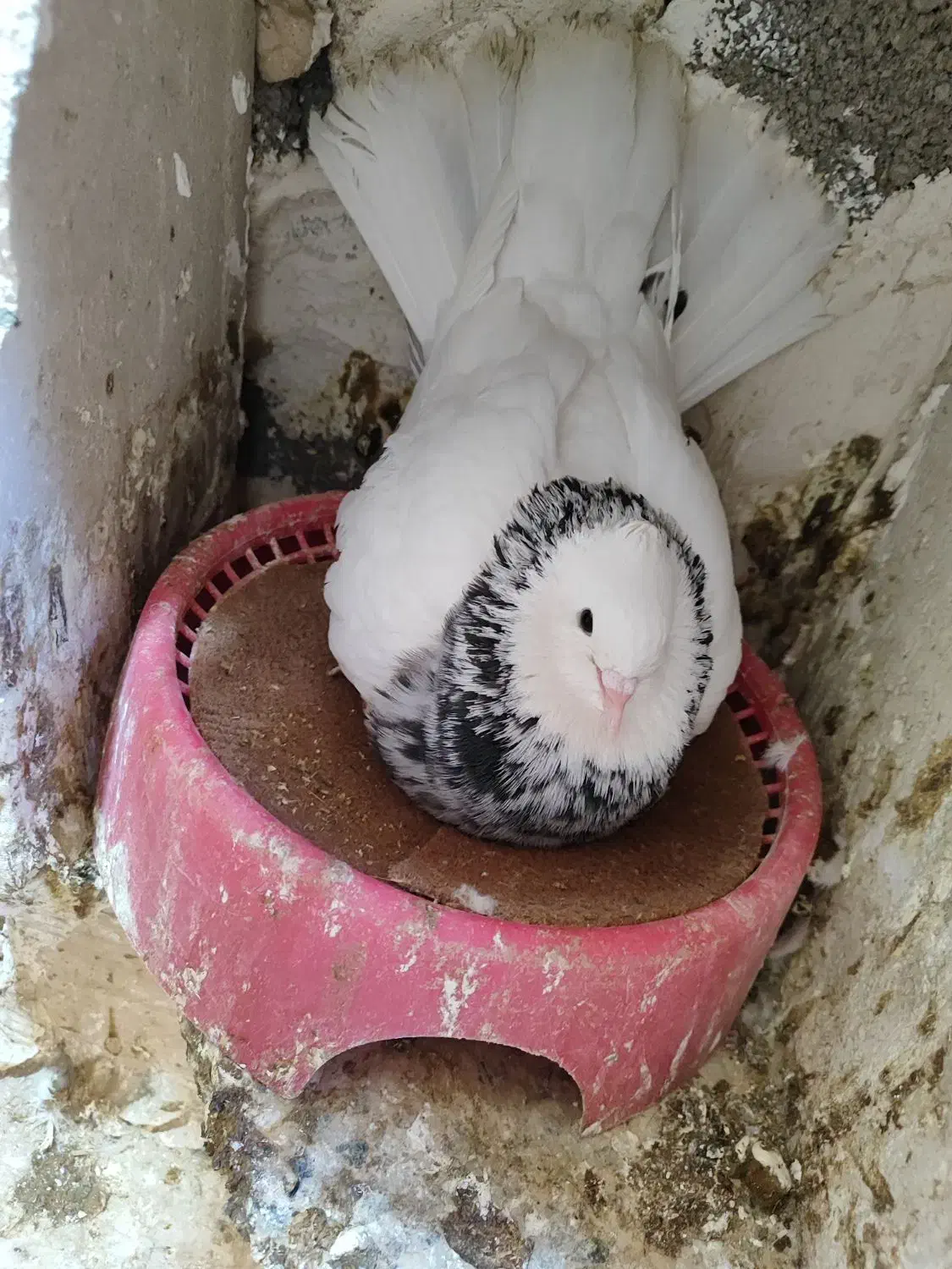 کفتر طوقی|پرنده|امیدیه, |دیوار