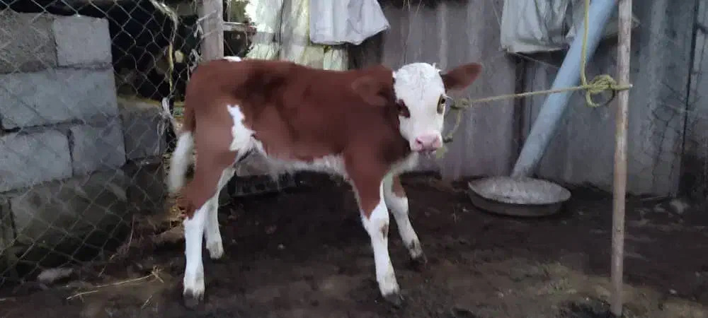 گاو با گوساله نر سیمینتال|حیوانات مزرعه|اسالم, |دیوار