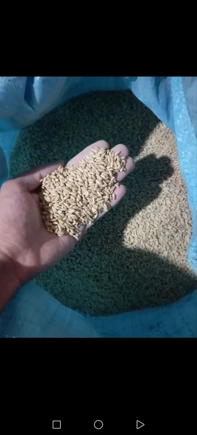 گندم دیم|خوردنی و آشامیدنی|نوبران, |دیوار