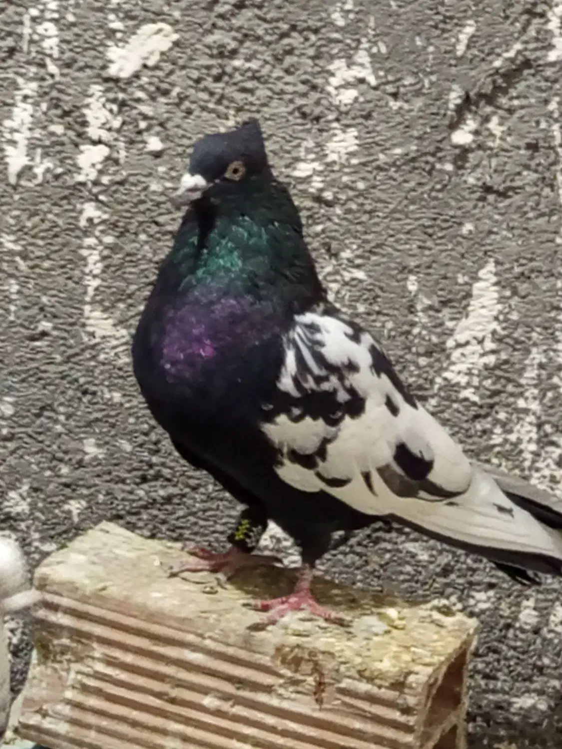 کفتر|پرنده|مشهد, امیرآباد|دیوار