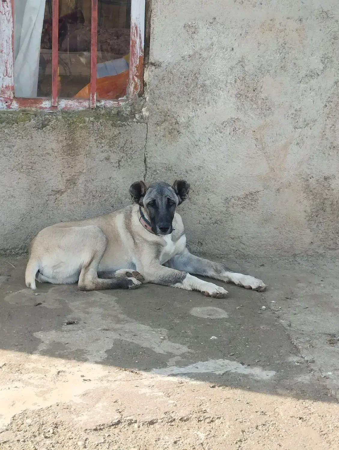 سگ سرابی پنج ماهه|سگ|قشلاق دشت, |دیوار