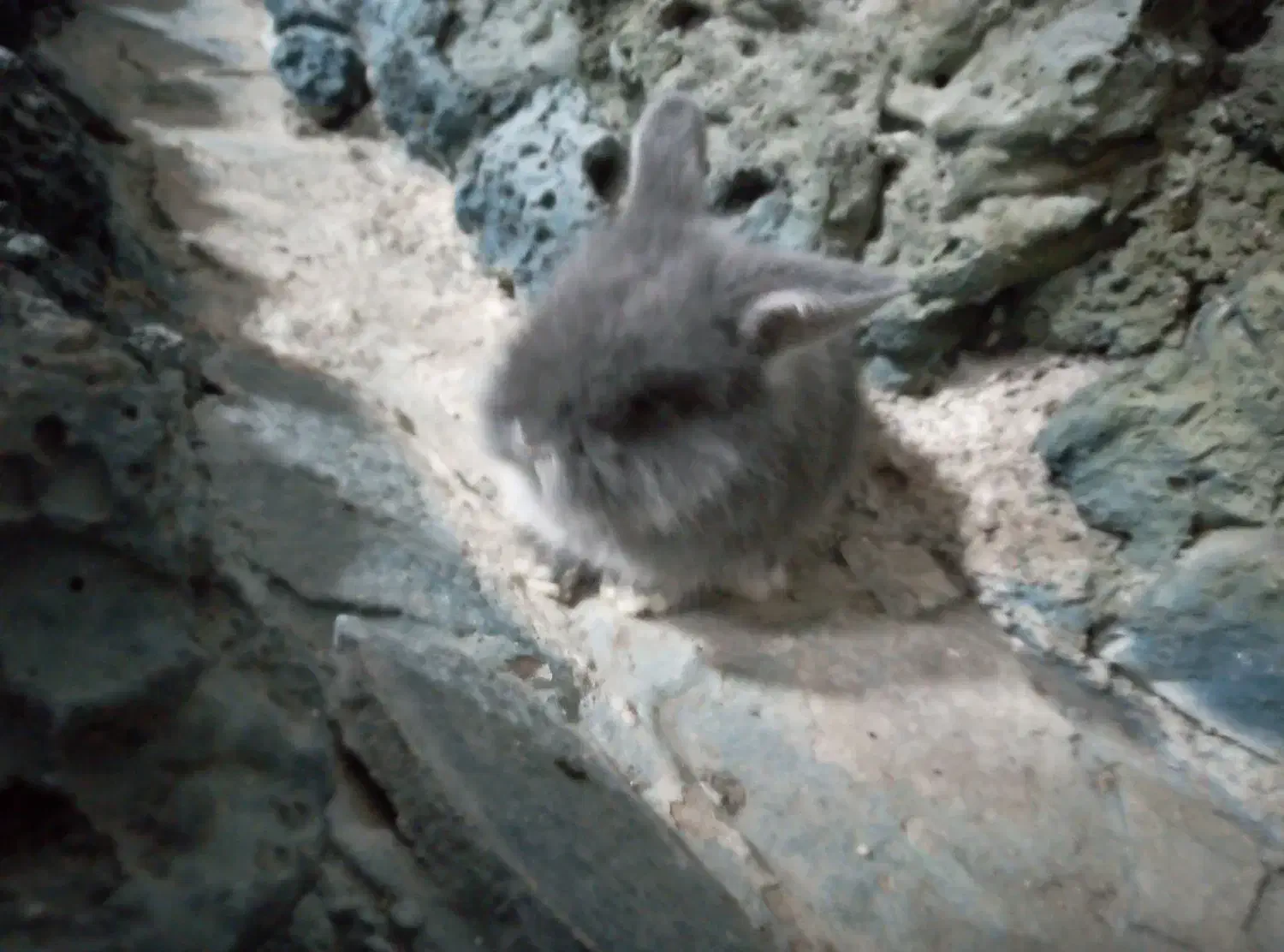 یک بچه خرگوش لوپ اصل|موش و خرگوش|فردوس (خراسان), |دیوار