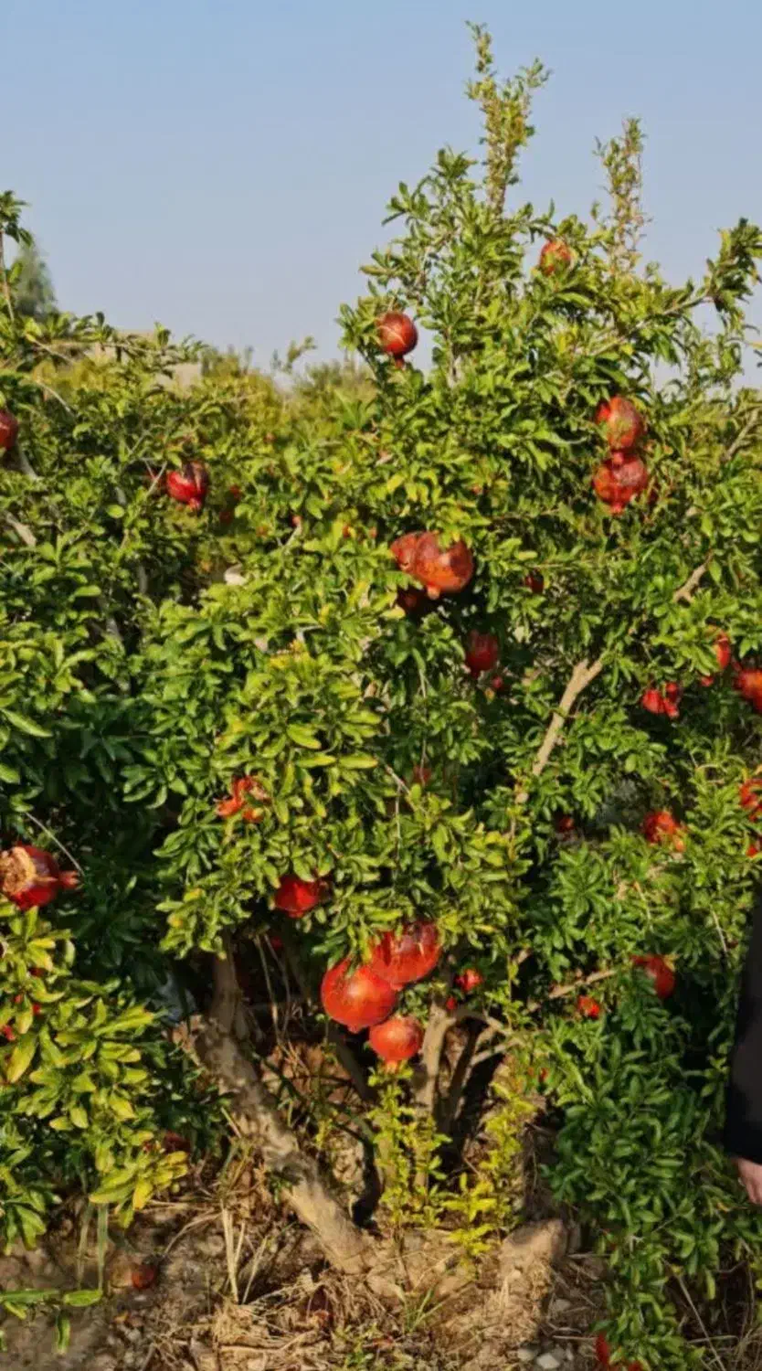 ۵۰۰۰ متر باغ|فروش زمین و ملک کلنگی|جعفرآباد, |دیوار