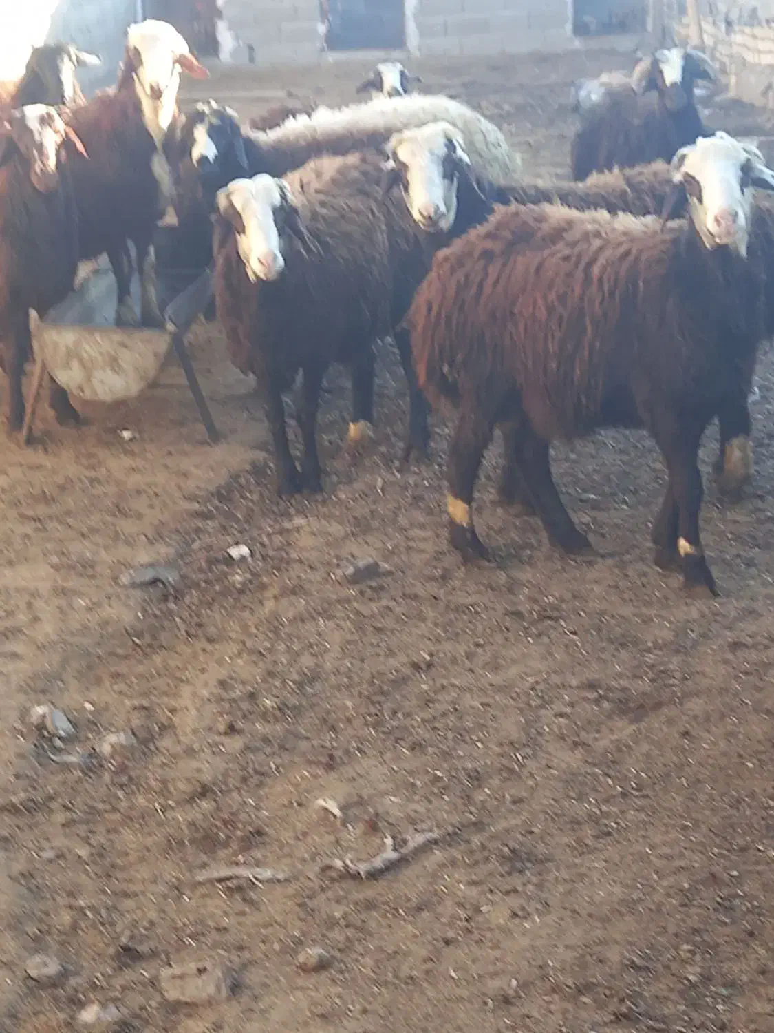 گوسفند|حیوانات مزرعه|هشتگرد, تهران دشت|دیوار