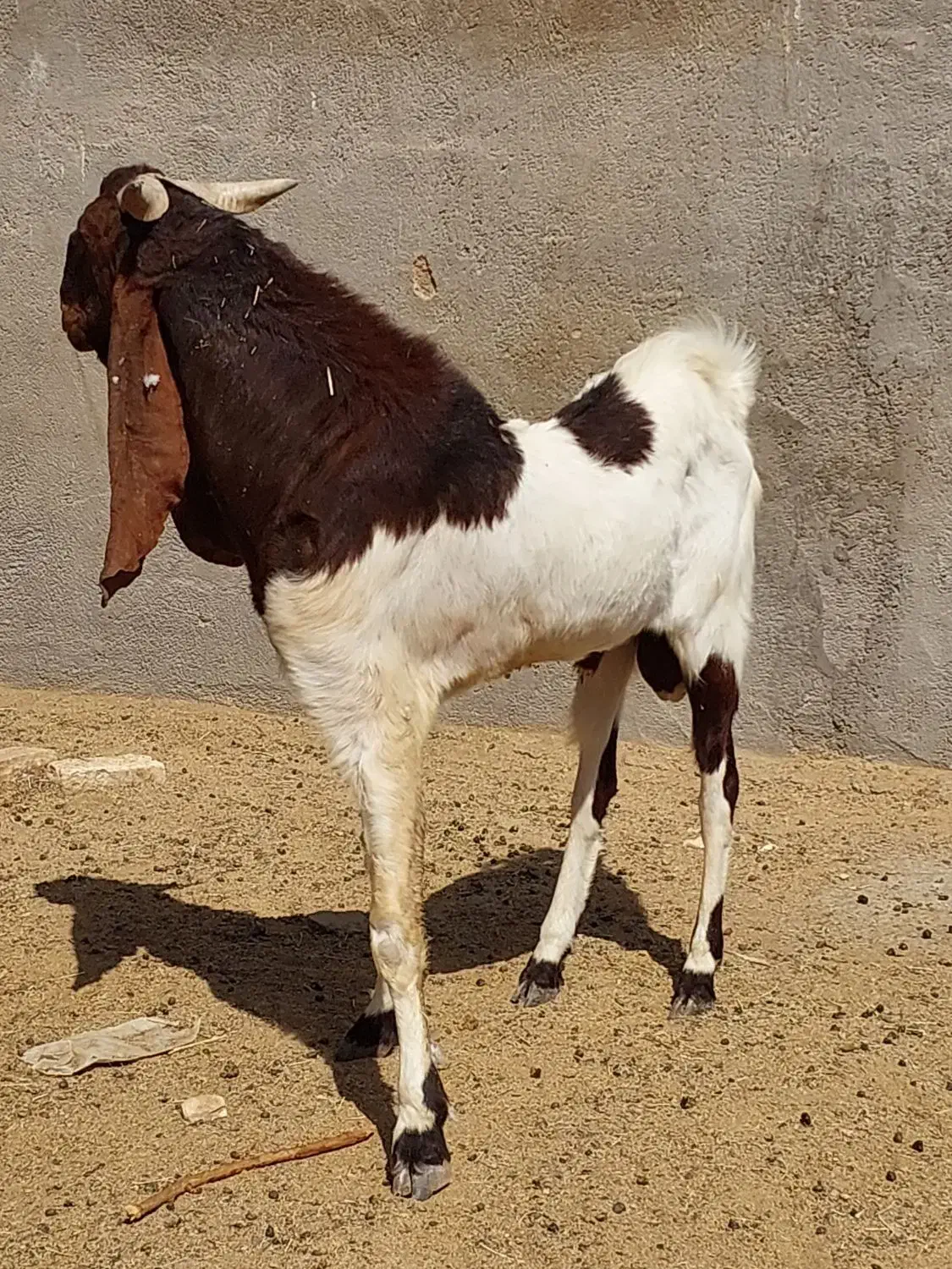 نر بز پاکستانی|حیوانات مزرعه|شریفآباد, |دیوار