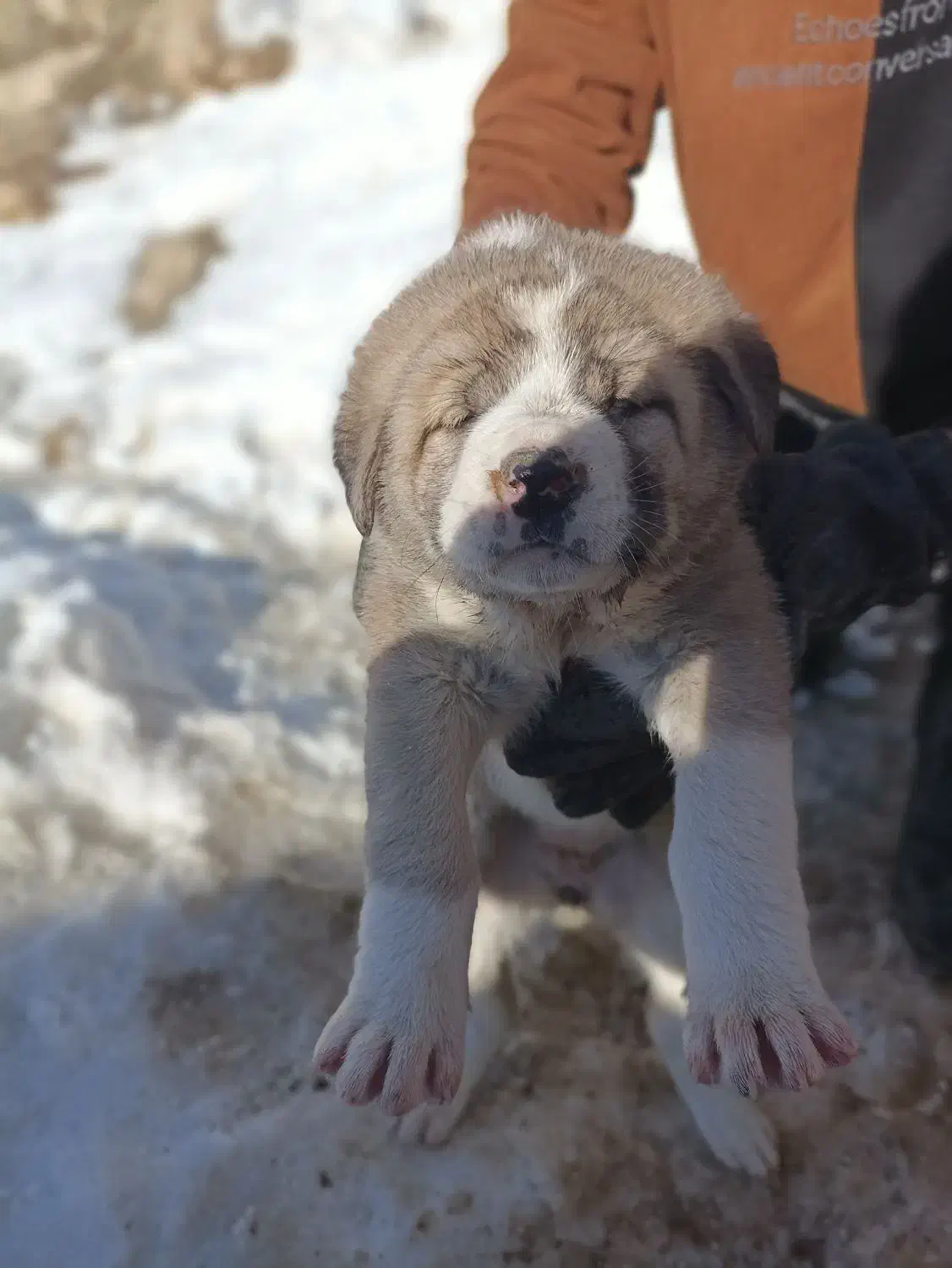 سگ پژدر|سگ|اشنویه, |دیوار
