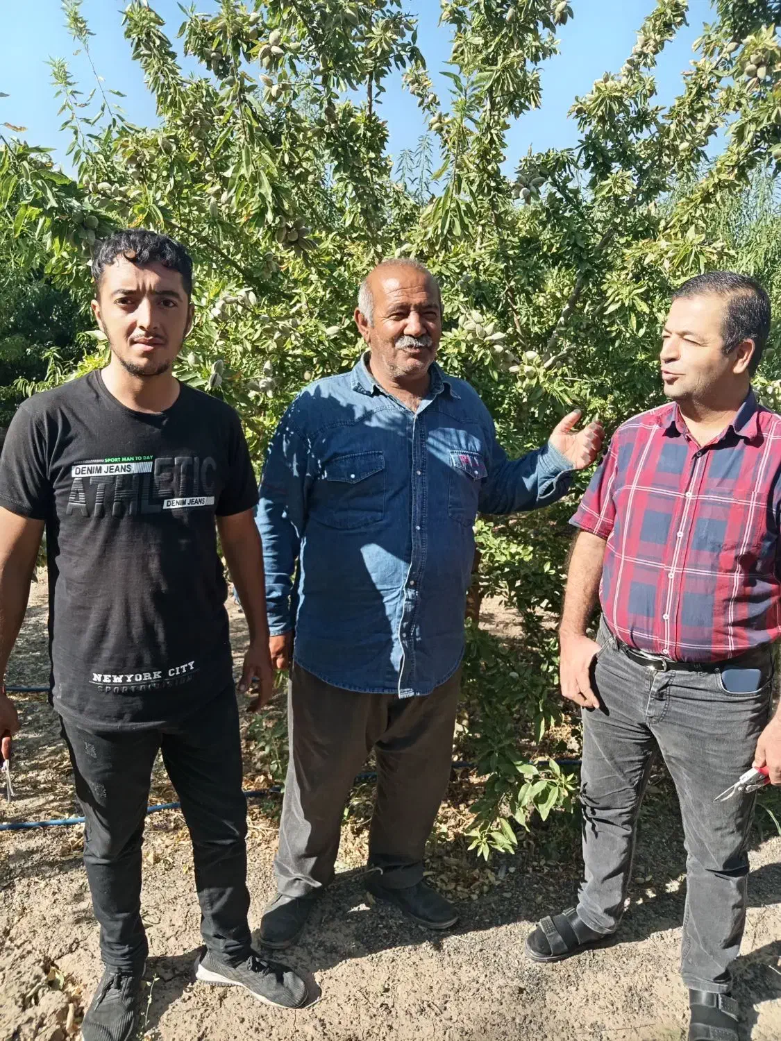 فروش نهال های اصلاح شده و پربار بصورت چک صیادی|گل و گیاه طبیعی|میاندوآب, |دیوار