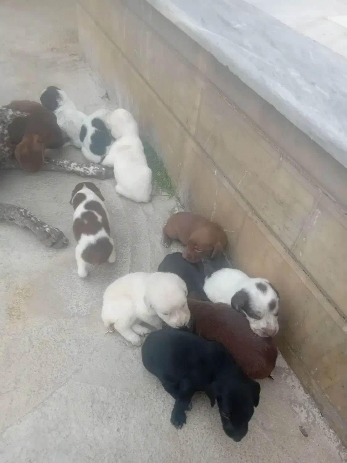 دنبلانی تول|سگ|کلاله, |دیوار