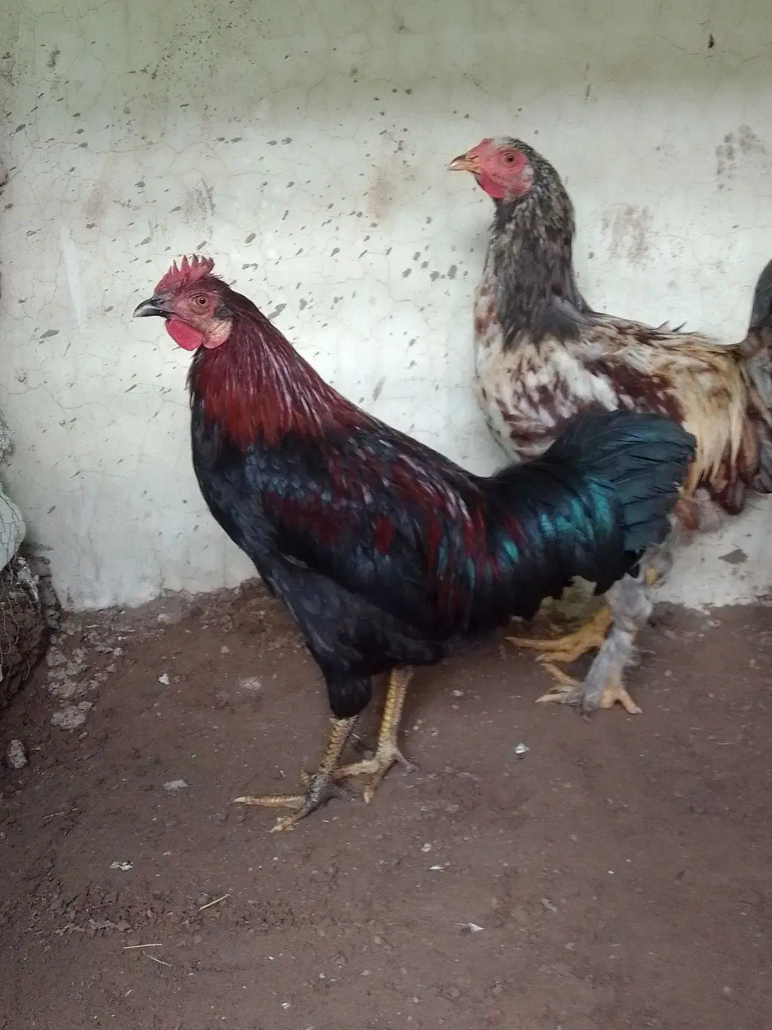 خروس بچه|پرنده|مرند, |دیوار