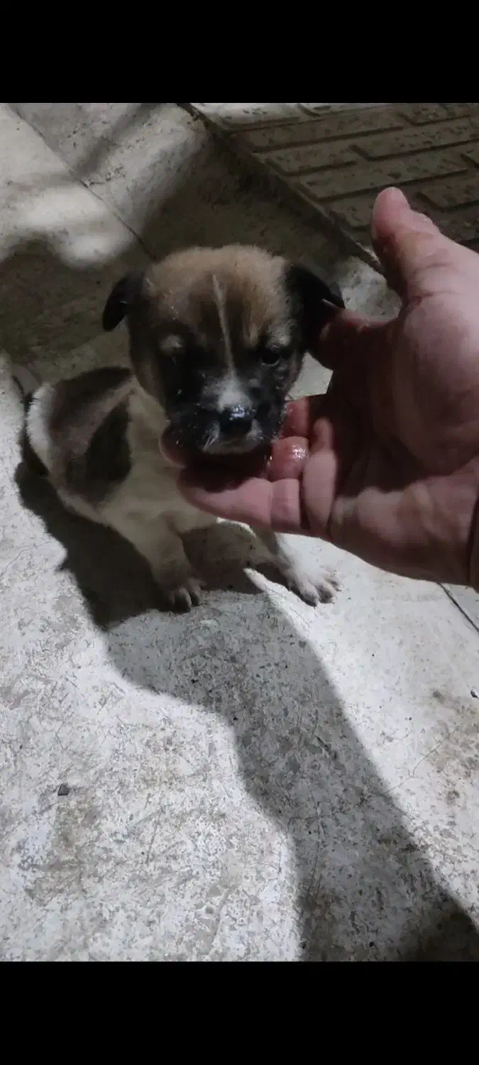 واگذارتوله دورگ سرابی|سگ|آستارا, |دیوار