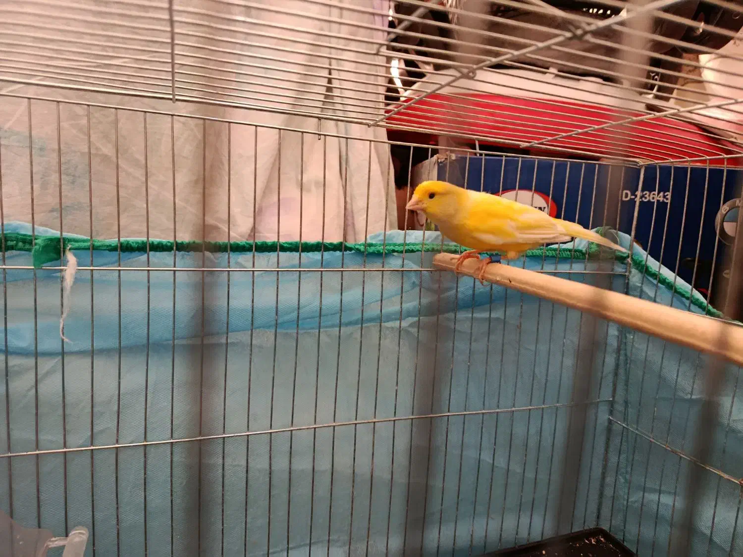 قناری|پرنده|کرمان, |دیوار