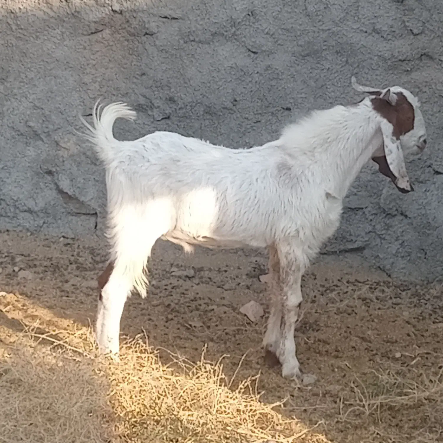 چبش پاکستانی اصل|حیوانات مزرعه|گزیک, |دیوار