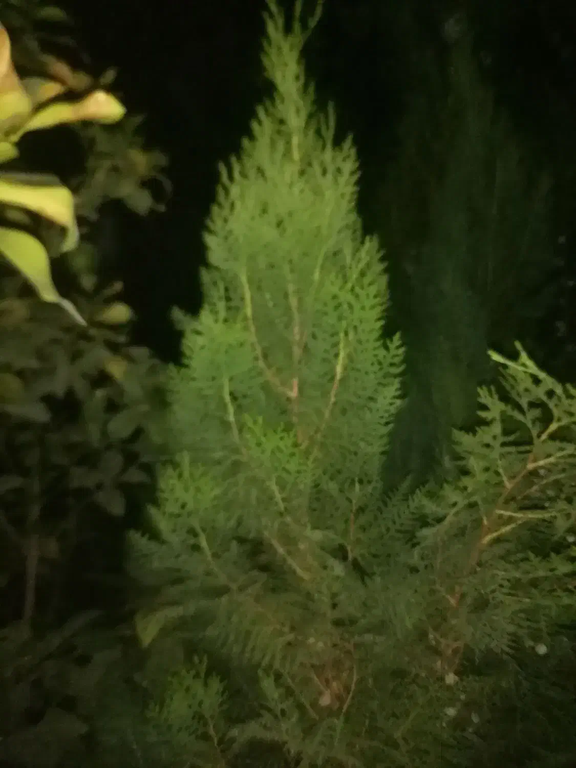 درختهای زینتی|گل و گیاه طبیعی|خفر, |دیوار