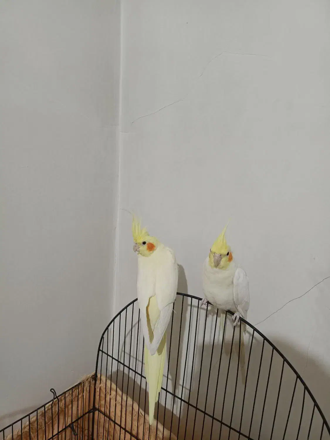 عروس هلندی|پرنده|تهران, تولید دارو|دیوار