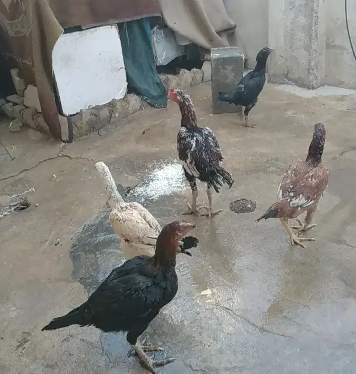 خروس لاری معاوضه با خروس جوجه کش|حیوانات مزرعه|سرپل ذهاب, |دیوار