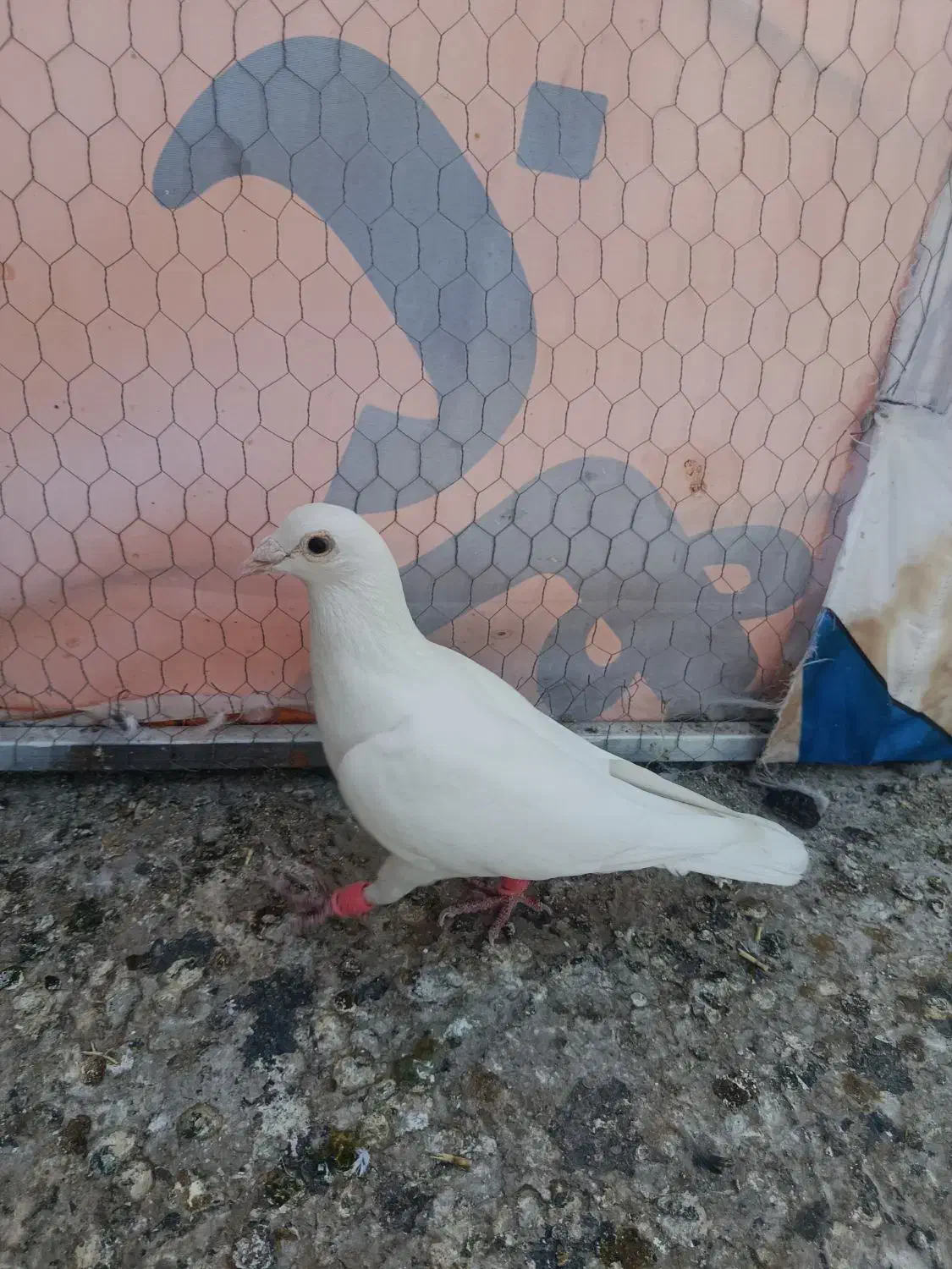 کفتر غریب گیری|پرنده|خاوران, |دیوار