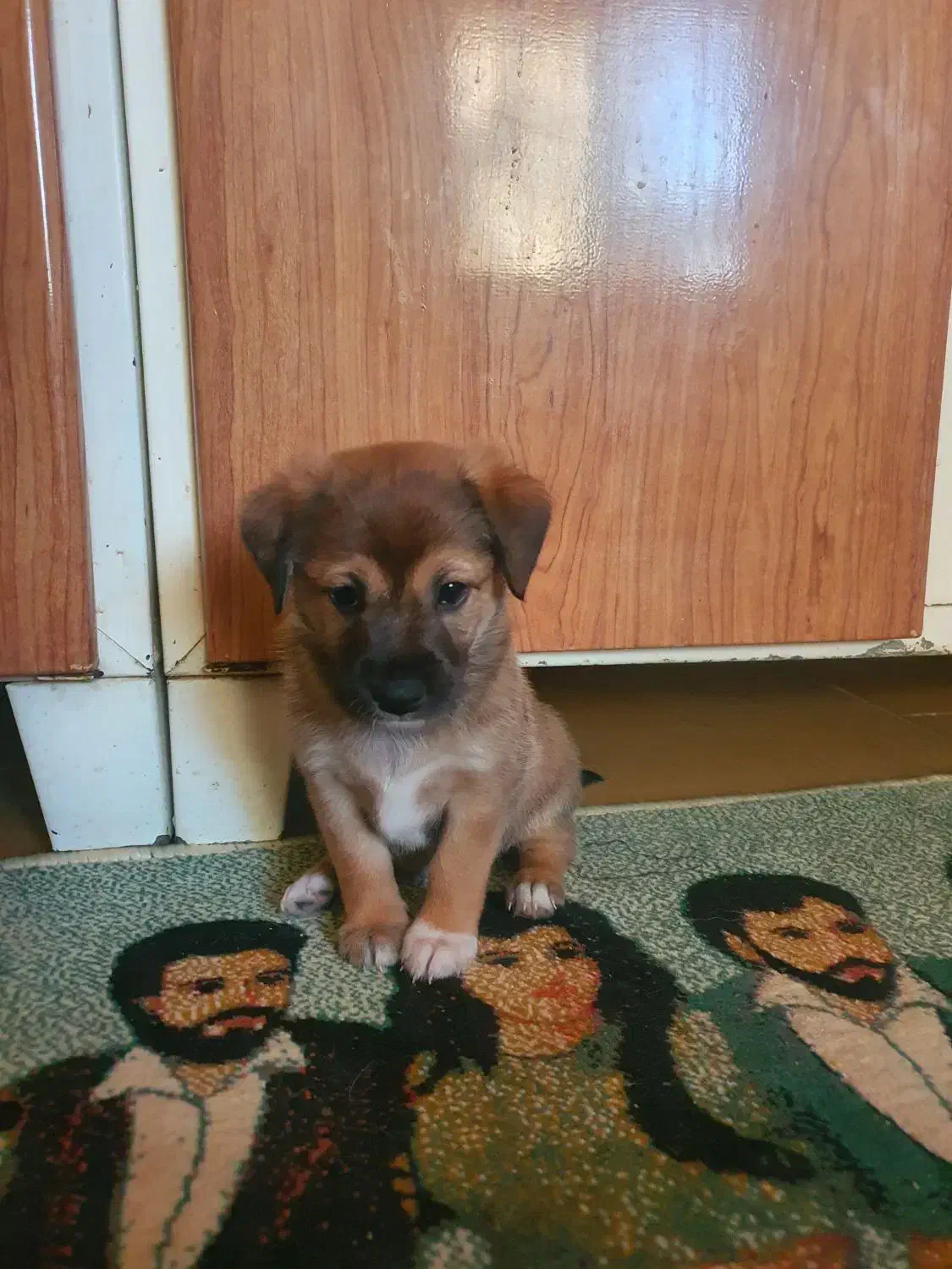 واگذاری دوبرمن مینیاتور پینچر اصیل(دوبرمن پاکوتاه)|سگ|گنبد کاووس, |دیوار