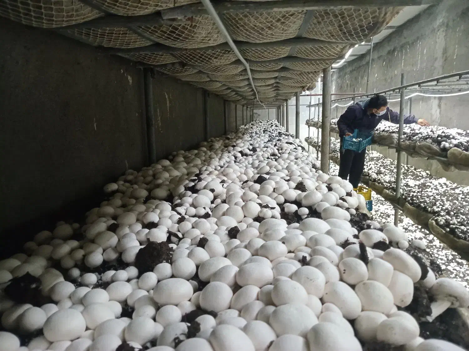 پخش قارج فله و بسته بندی|عمده‌فروشی|مشهد, ایثار|دیوار