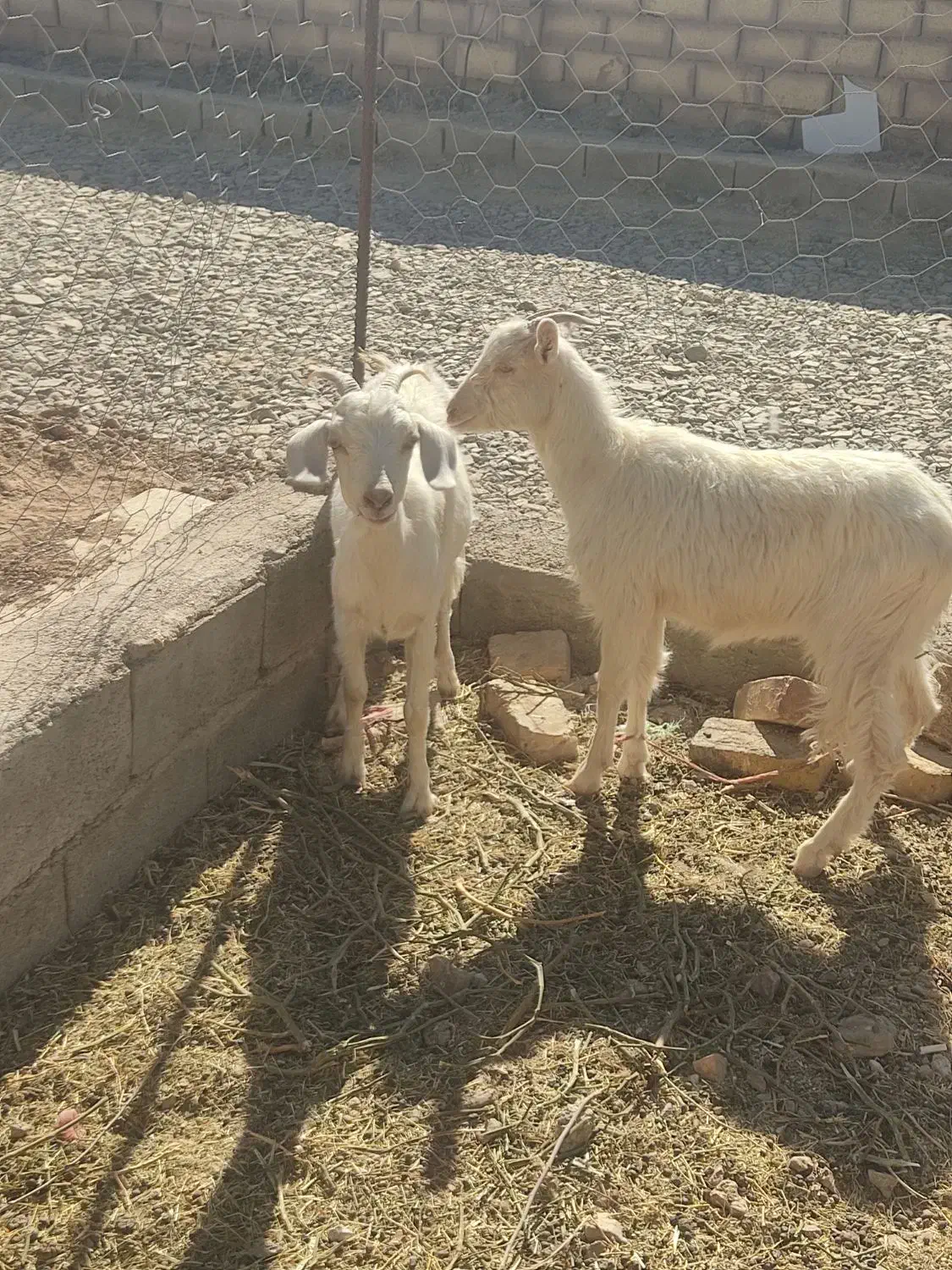 دو عدد بزغاله سانن|حیوانات مزرعه|قائن, |دیوار