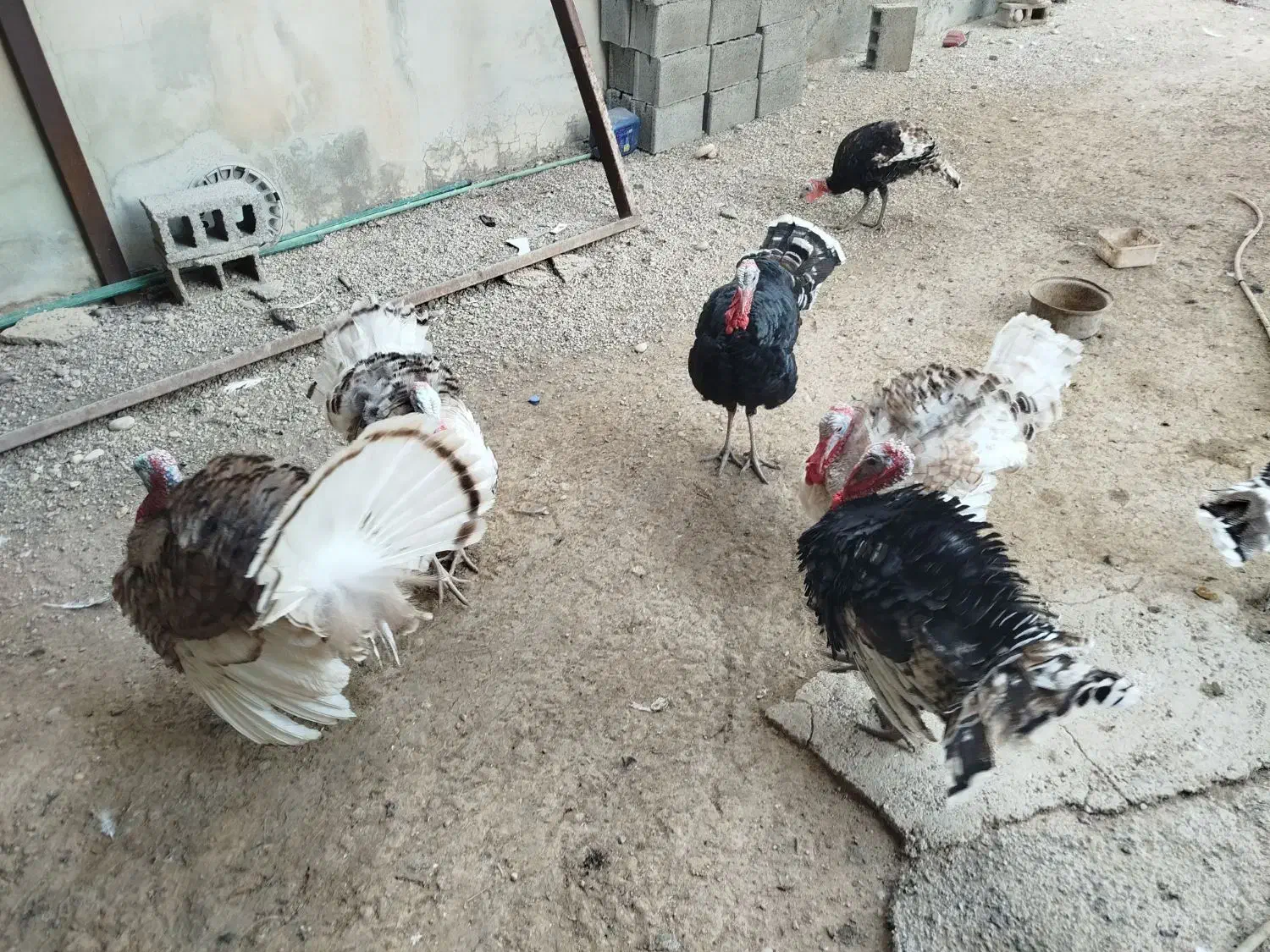 بوقلمون|حیوانات مزرعه|شبانکاره, |دیوار