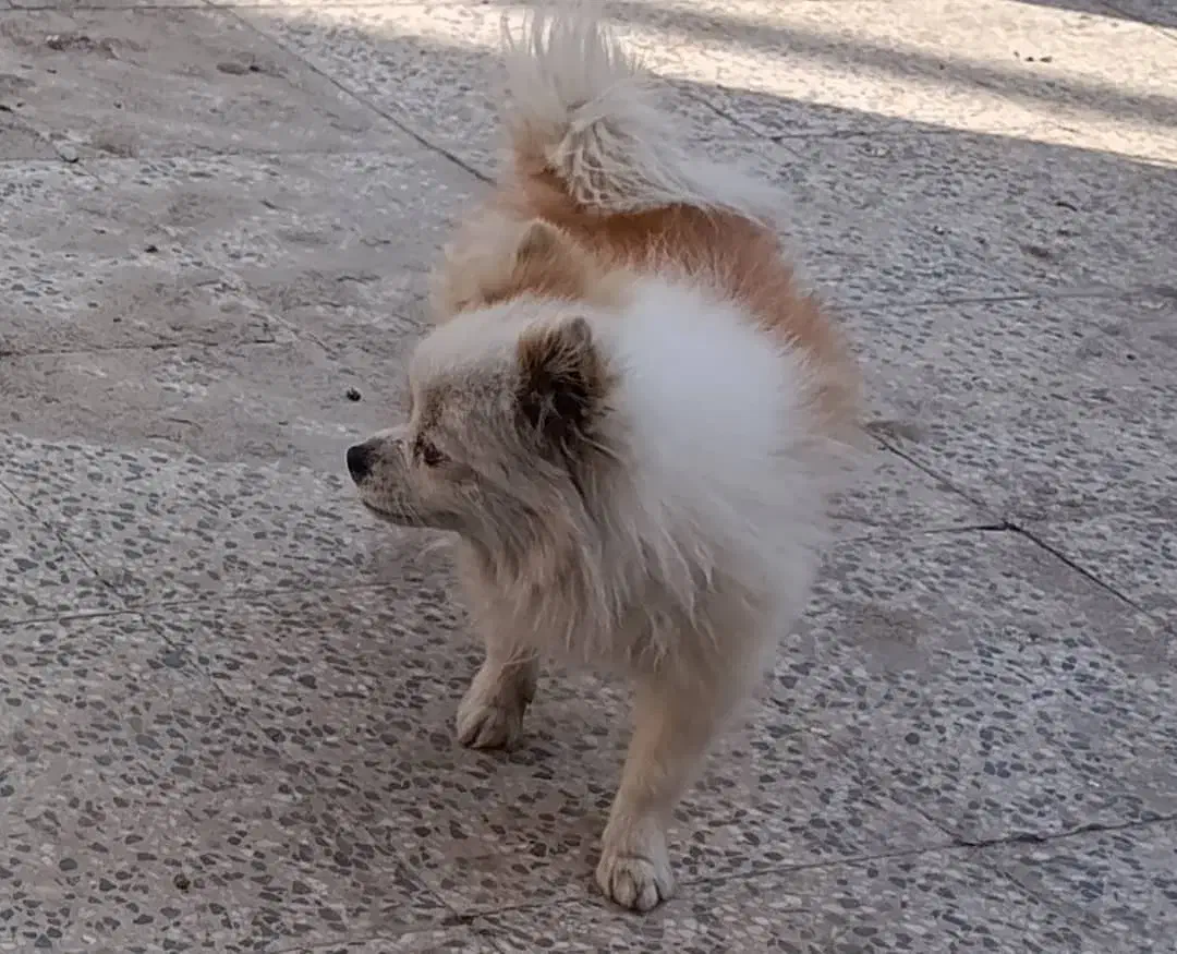 سگ گمشده|حیوانات|قیامدشت - خاورشهر, |دیوار