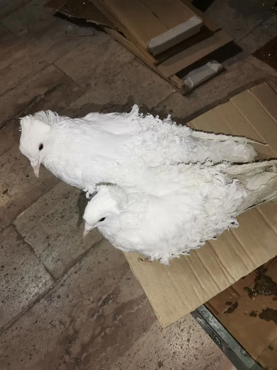 کفتر جکسون و شامپیون|پرنده|قم, بنیاد|دیوار