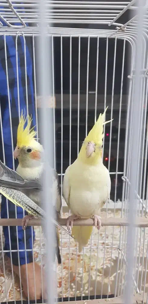 عروس هلندی|پرنده|لنگرود, |دیوار