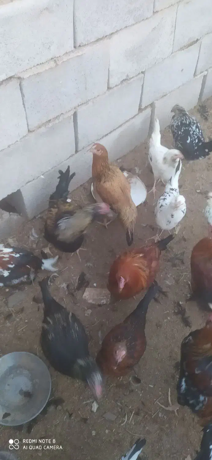 مرغ و خروس|حیوانات مزرعه|رفسنجان, |دیوار