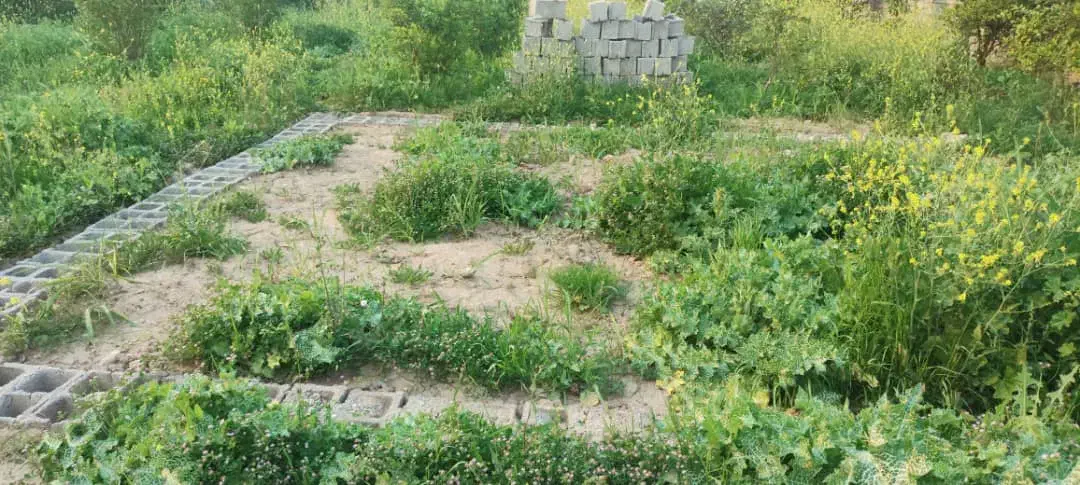 فروش باغ 1260متری نرسیده به چم گلک معاوضه با ماشین|فروش دفتر صنعتی، کشاورزی، تجاری|اندیمشک, |دیوار