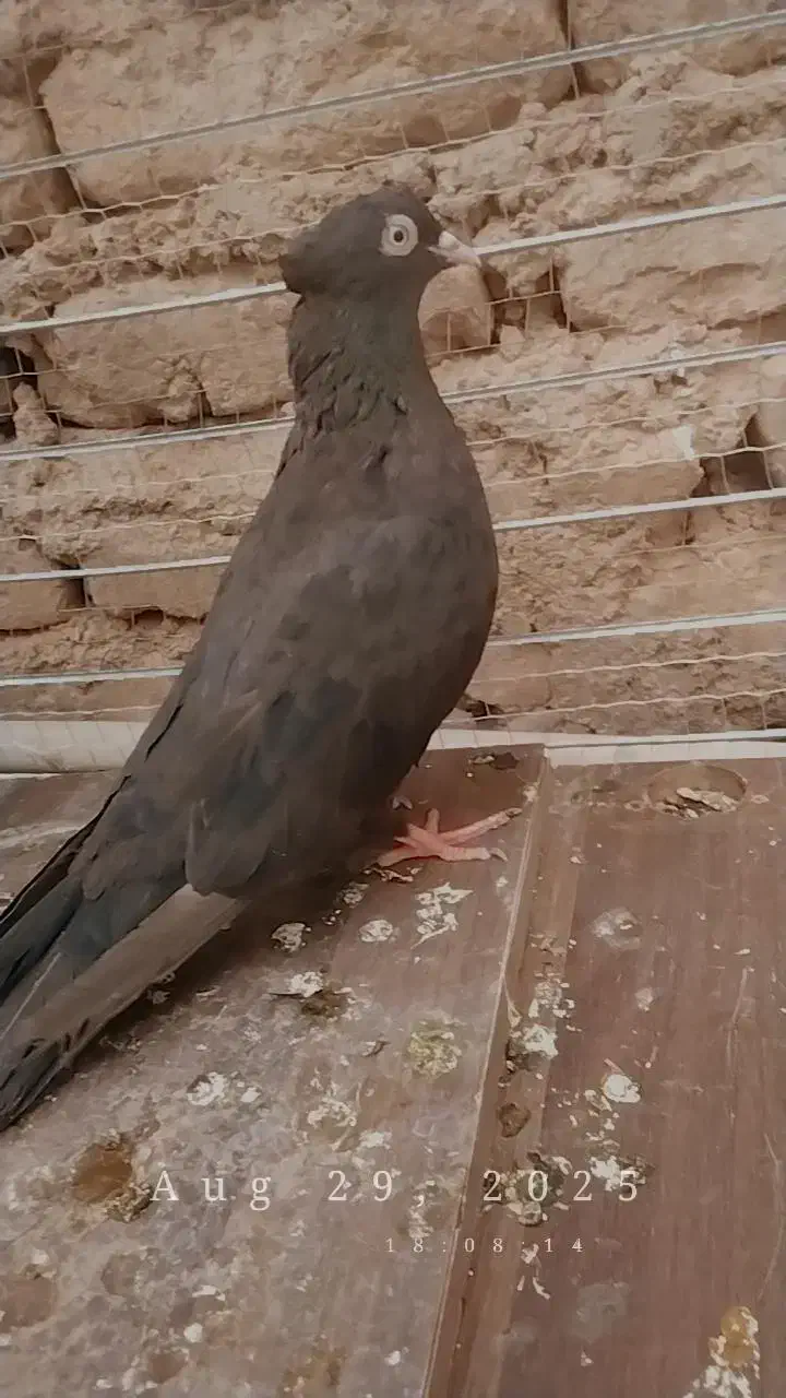 زاغ ماده|پرنده|بم, |دیوار