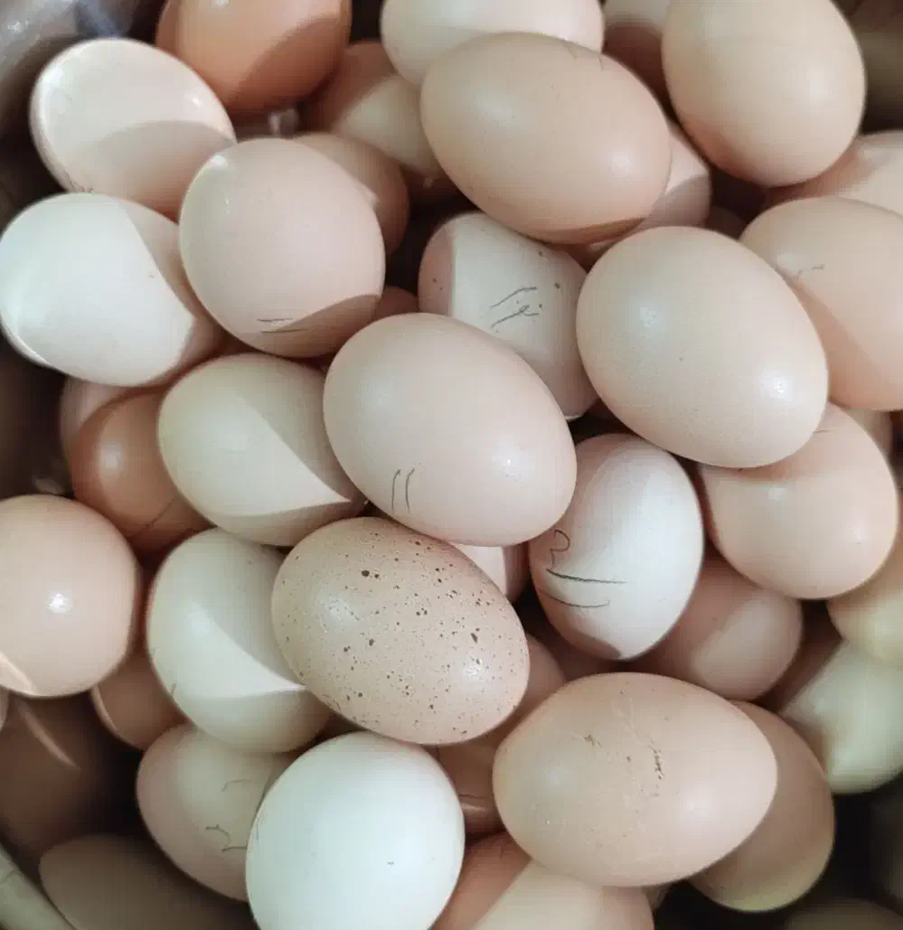 تخم مرغ اُرگانیک  دونه ای 10تومن|خوردنی و آشامیدنی|الیگودرز, |دیوار