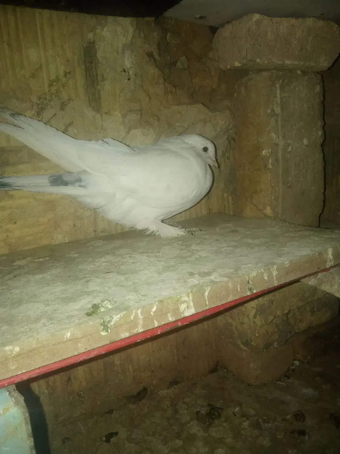 سفید پاپر|پرنده|فارسان, |دیوار