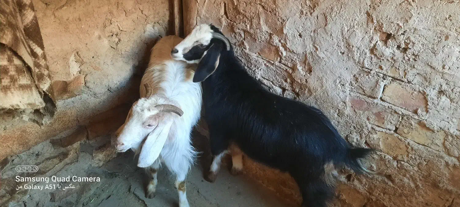 بز جوان|حیوانات مزرعه|صائین قلعه, |دیوار