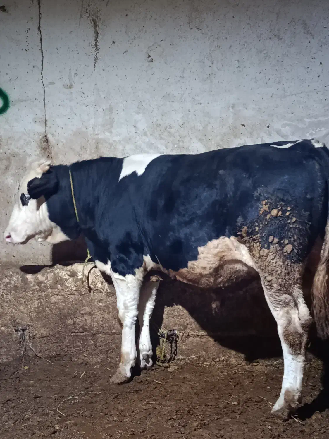 گوساله|حیوانات مزرعه|نظر کهریزی, |دیوار