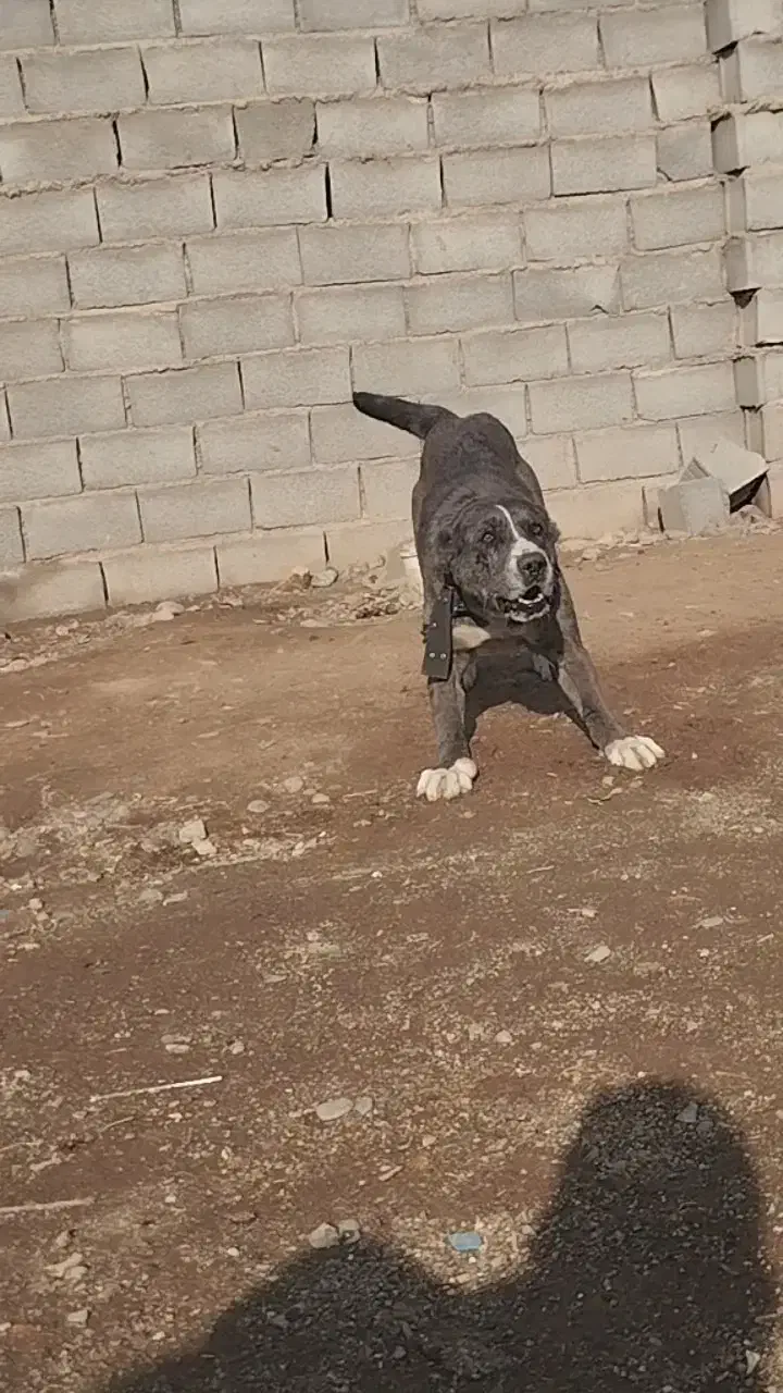 سگ نگهبان|سگ|قم, شهرک فاطمیه|دیوار