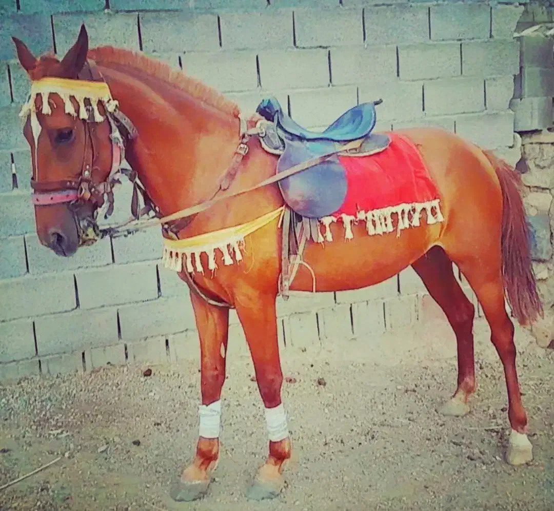 اسب|اسب و تجهیزات اسب‌سواری|ترکمانچای, |دیوار