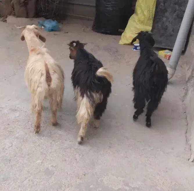 بره و بزغاله|حیوانات مزرعه|ایلام, |دیوار