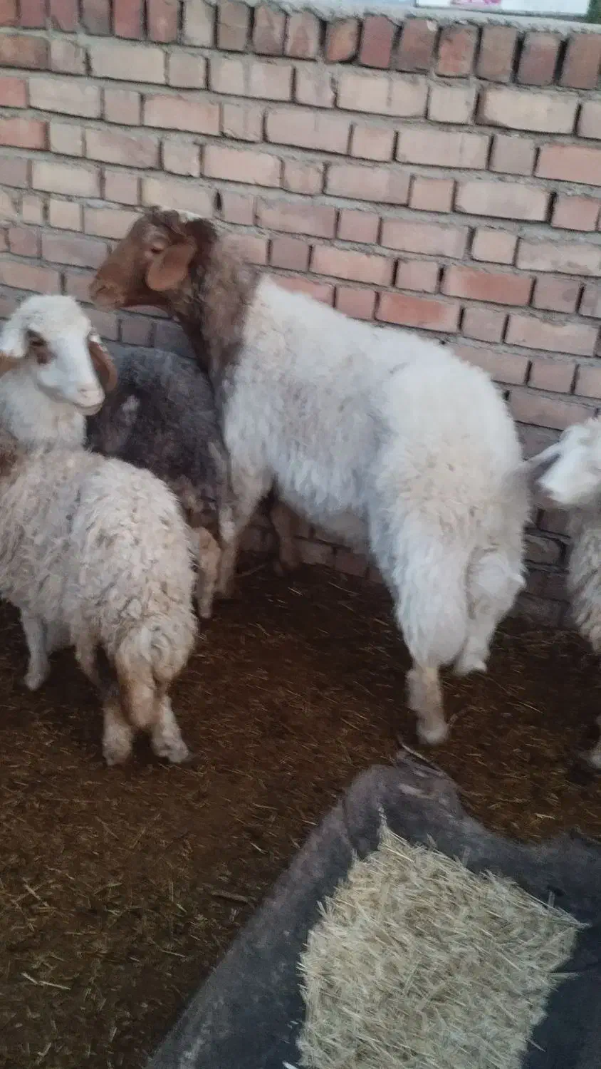 میش بره|حیوانات مزرعه|زرند, |دیوار