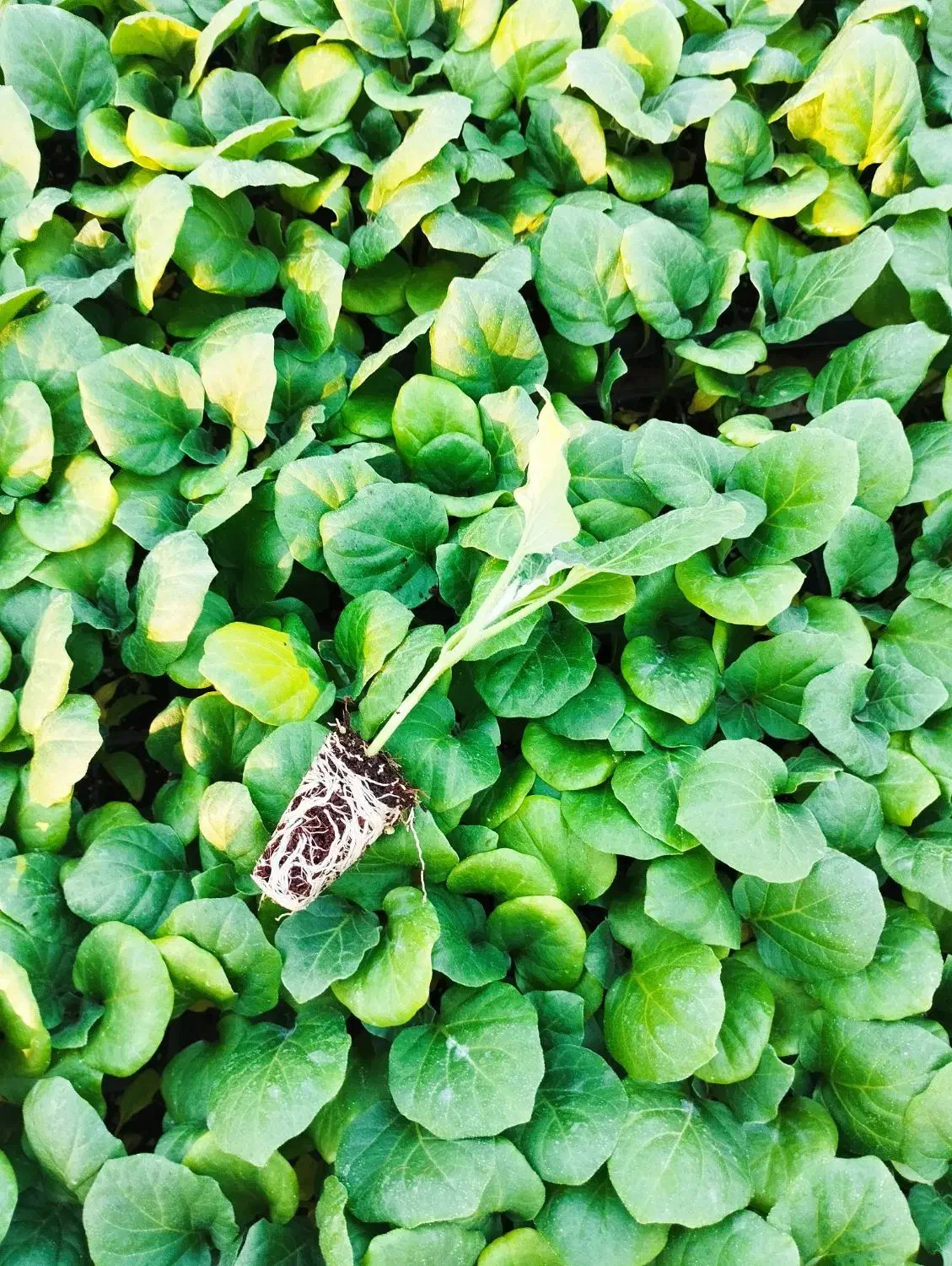 نشا بادمجان وگوجه  8320|خدمات باغبانی و درختکاری|کاکی, |دیوار