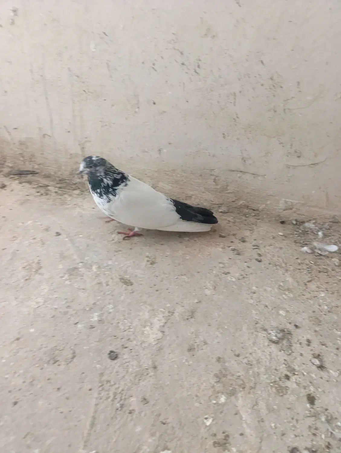 کبوتر|پرنده|لالجین, |دیوار