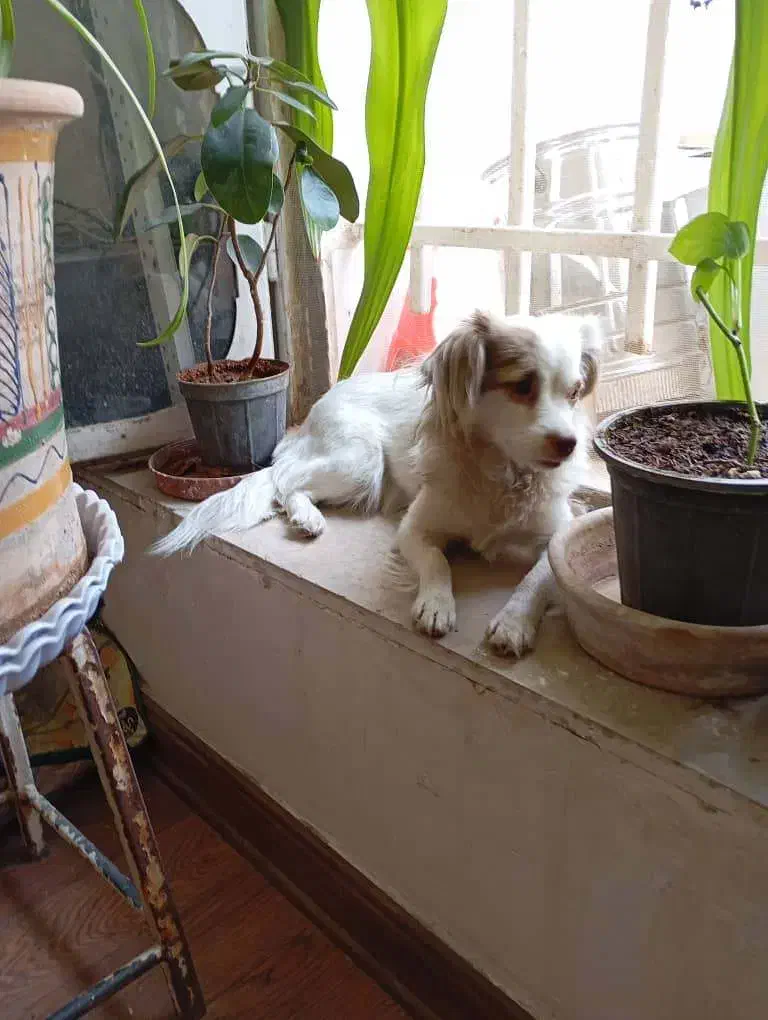 سلام واگذاری سگ نژاد آشپیتز هنوز توله هس|سگ|شیراز, محراب|دیوار