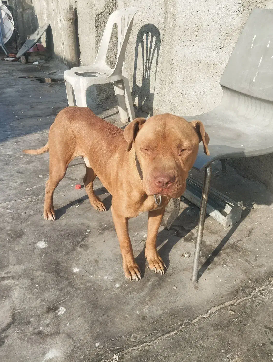 سگ پیت بول|سگ|چهاردانگه (تهران), |دیوار