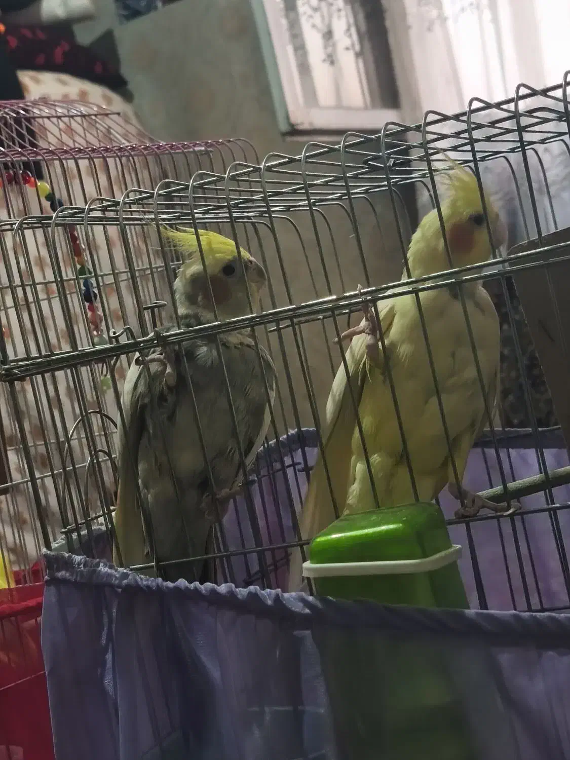 عروس هلندی جفت|پرنده|تهران, مطهری|دیوار