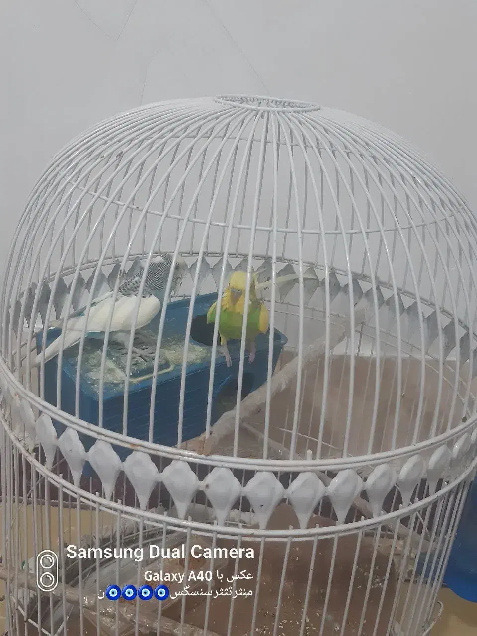 ی جفت مرغ عشق|پرنده|زاهدان, |دیوار