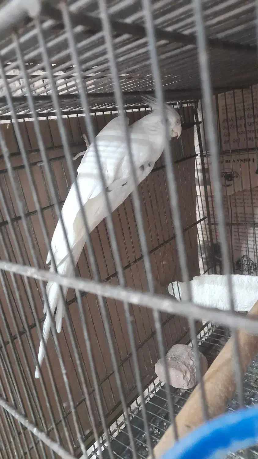 عروس هلندی البینو دوکت مولد|پرنده|بندرعباس, |دیوار